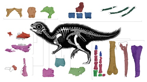 A scientific diagram comparing the skeletal structure of Doolysaurus with other known Thescelosaurid species, highlighting its unique anatomical features.