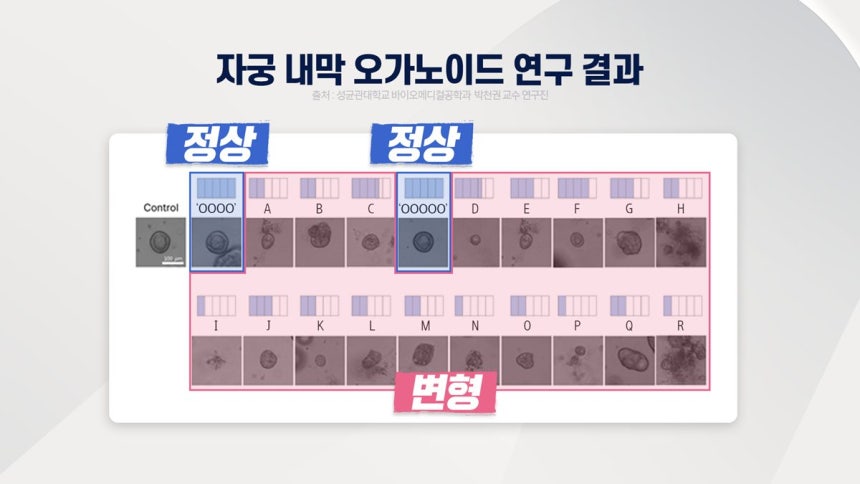 Comparativa visual entre células sanas y células deformadas tras la exposición a extractos de compresas