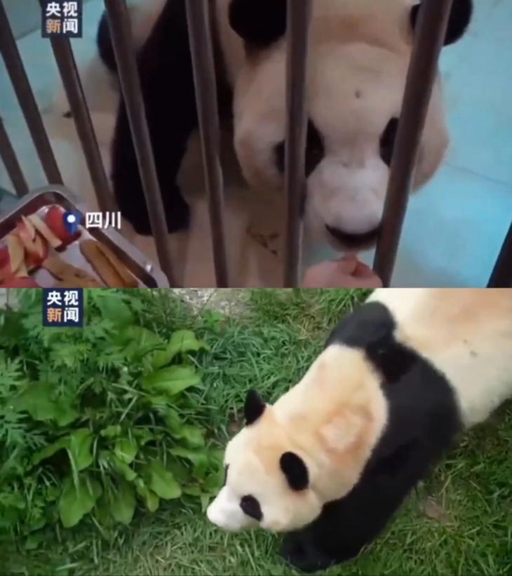A screenshot of a Chinese social media post featuring Fu Bao, with text in Chinese about a 'zookeeper experience' program.