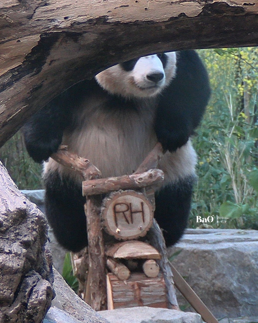 A close-up of Luibao looking adorable while maintaining her viral motorcycle grip.