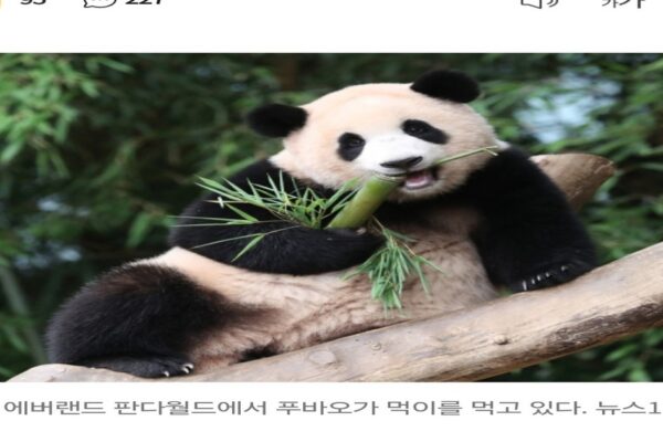 The 35 Billion Won Tea: Fu Bao’s Gwangju Homecoming Rumors