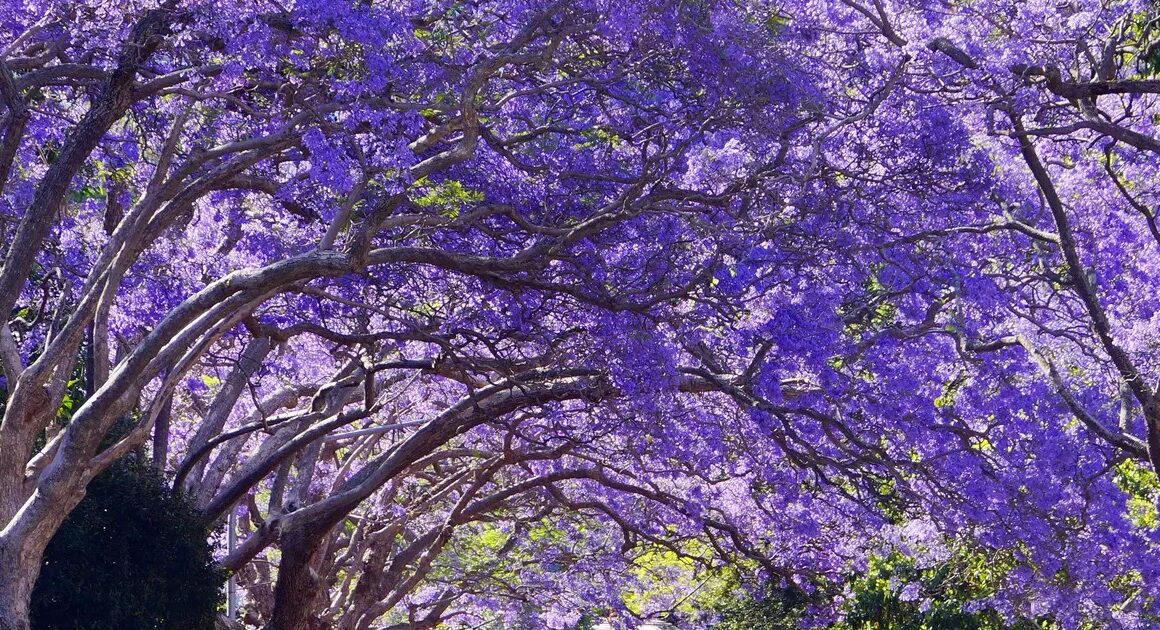 벚꽃은 이제 클래식? 2026년 무드보드 점령한 ‘자카란다 퍼플’ 바이브 😱💜