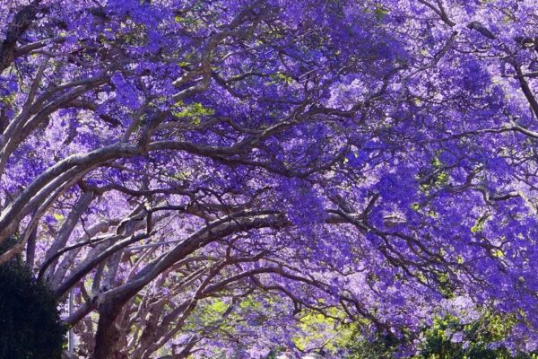 Why ‘Jacaranda Purple’ is the New Aesthetic for 2026