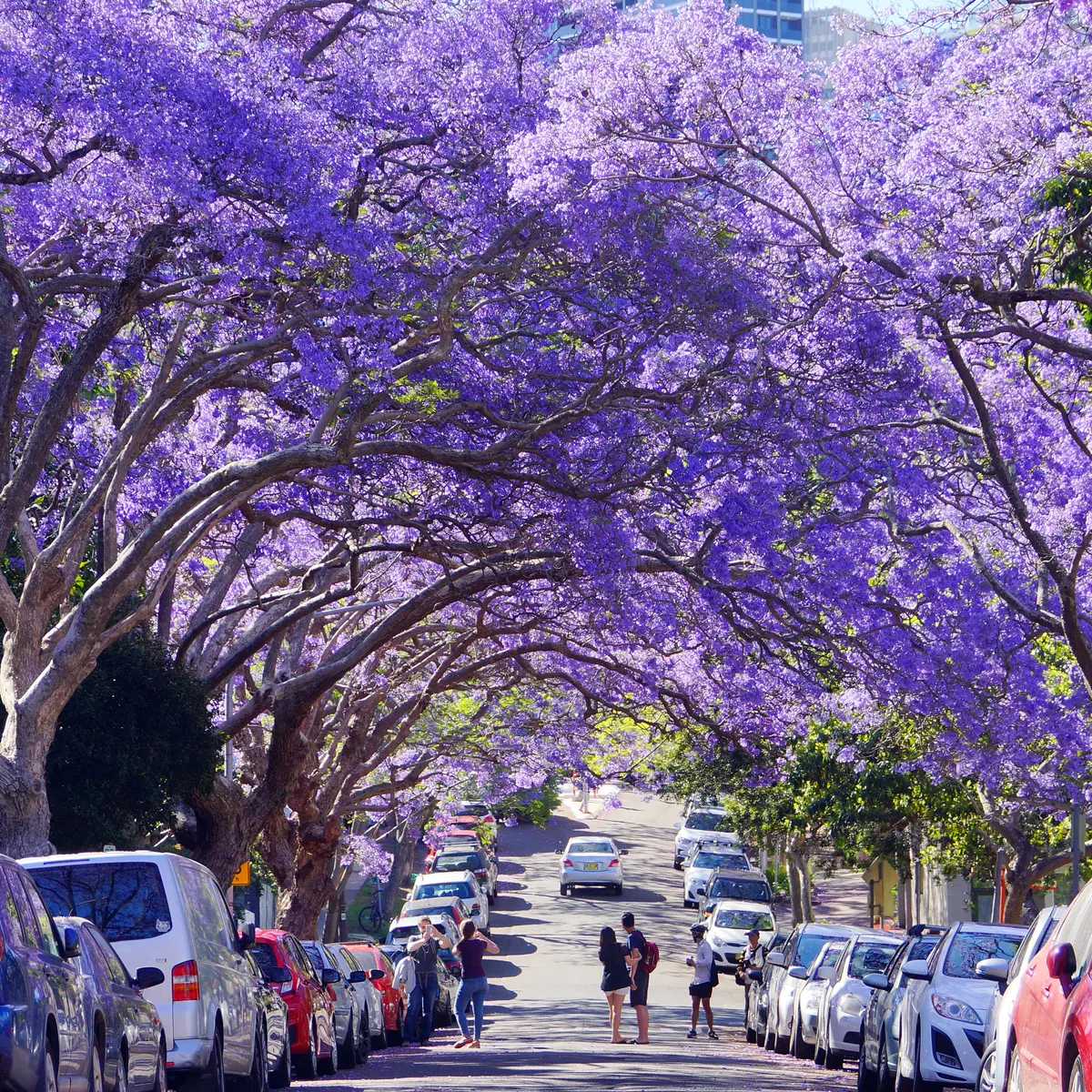 A stunning street canopy of vibrant purple Jacaranda trees in full bloom, creating a purple tunnel over the road.