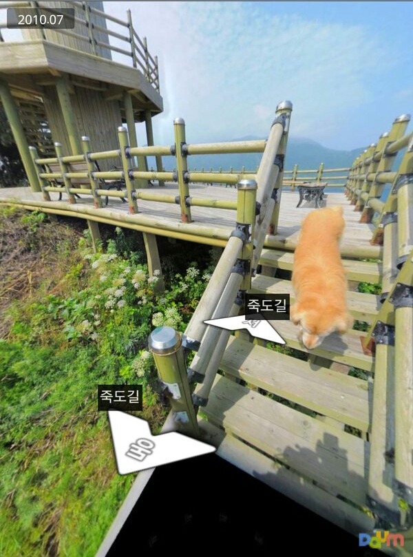 A golden-colored dog leading the way on a scenic path in Jukdo, Ulleungdo, as captured by a road view camera.