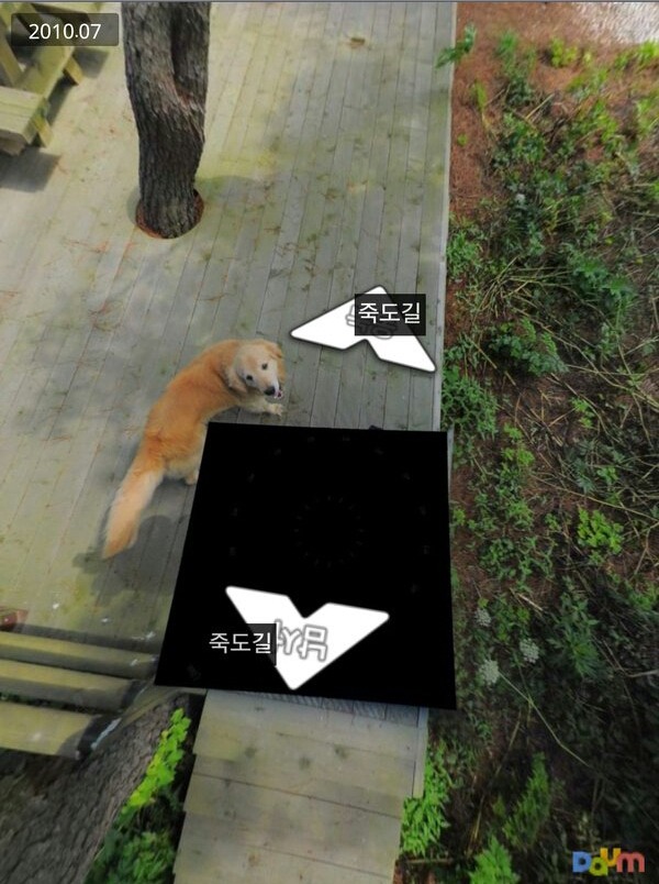 The viral Jukdo dog looking back at the camera with a happy expression while standing on a dirt path.