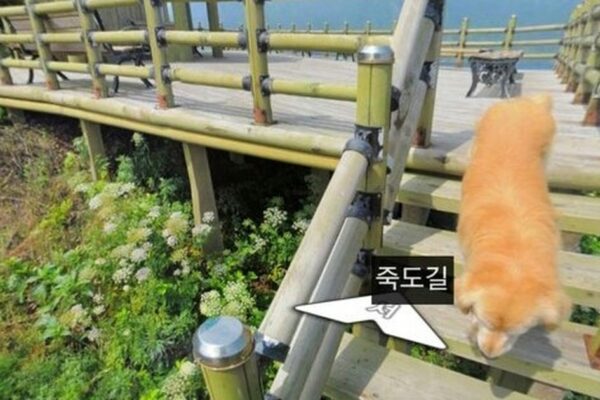 This Ulleungdo Dog is the Real Main Character