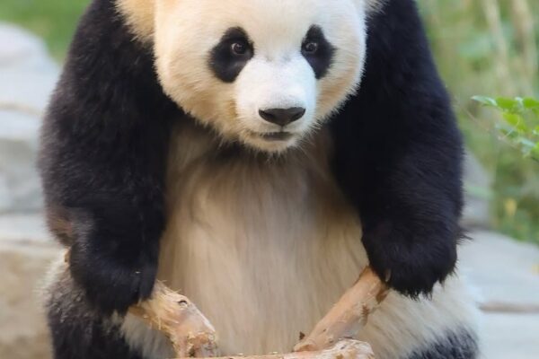 Luibao’s Viral ‘Motorcycle’ Pose Breaks the Internet