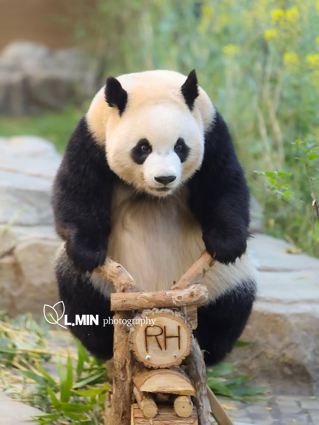 Luibao gripping a wooden handle like a motorcycle handlebar with a determined expression.