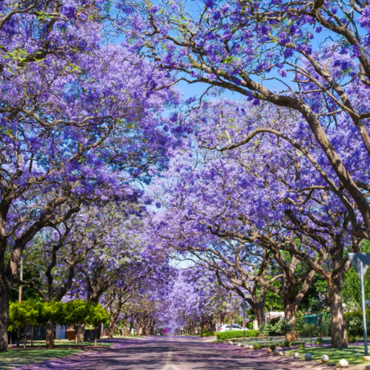Close-up of Jacaranda blossoms showing the intricate bell-shaped purple flowers against a bright blue sky.