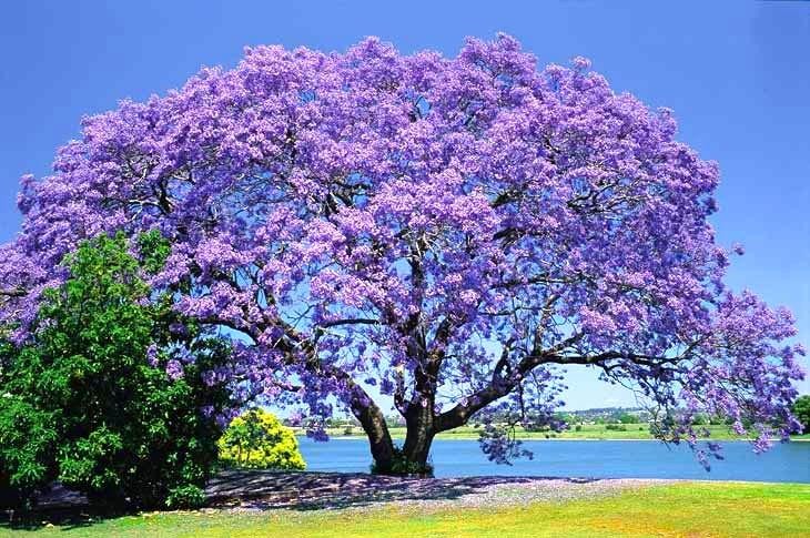 A path covered in fallen purple Jacaranda petals, creating a natural purple carpet under the trees.
